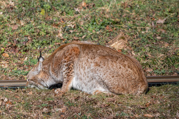 Sticker - Closeup of a Lynx in Wildpark Bad Mergentheim in Germany