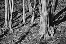 Greyscale Photo Of Trees Roots In A Forest In Maransart Town In Belgium