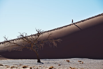 Sticker - Photo of a dead tree in Sossusvlei, Namib desert, Namibia