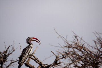 Photo of a Southern yellow-billed hornbill found in Etosha park, Namibia