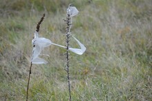 Remnants Of Plastic Bags On The Meadow