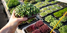 Microgreens Growing  Organic Bio Gardening