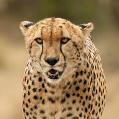 Poster - Shallow focus close-up of a spotted cheetah