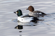 A Common Goldeneye Duck Couple Swimming At Close Range With The Male At The Forefront And The Female Close By. 