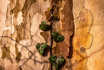 Closeup shot of ivy leaves on the wood background