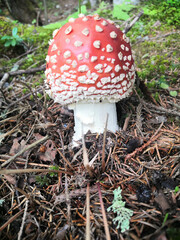 Poster - Vertical closeup shot of red fly agaric mushroom and plants in nature