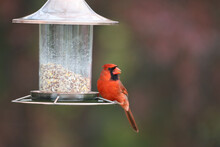 Closeup Shot Of The Red Cardinal Bird Near The Feeder In The Garden On A Sunny Day