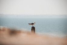 Seagull Sitting On A Wooden Trunk