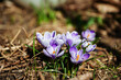 Spring saffron on a plot in the midday sun