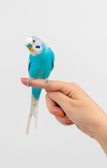Wall Mural - Vertical shot of the Australian blue parrot perched on the female finger on the white background