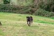 hispanic breton horses in the countryside 