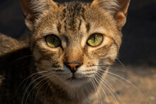 Closeup Shot Of A Green Eyed Cat