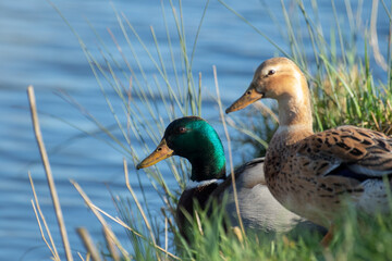 Poster - Shallow focus of Two mallards basking in the sun together on a wonderful sunny winter day