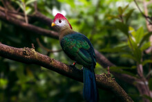 Closeup Of The Red-crested Turaco Perched On A Tree Branch