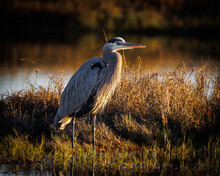 Great Blue Heron On A Grassy Ground At Sunset