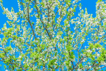 Apple tree blooming with white flowers with green leaves against a blue sky