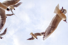 Low Angle View Of White Seagulls Flying In The Sky