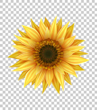 Bright Realistic Sunflower With Yellow Petals And Dark Middle With Seeds Closeup Isolated On Transparent Background. Decoration For Design With Yellow Summer Flower.