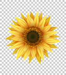 bright realistic sunflower with yellow petals and dark middle with seeds closeup isolated on transpa