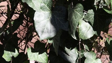 Wall Mural - close-up green ivy leaves swaying in the wind