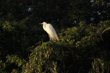 Beautiful Shot Of A Great Egret Bird Standing On A Green Leaved Tree On A A Sunny Day