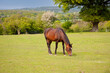Beautiful bay horse grazes peacefully in her field in rural Shropshire on a sunny summers day 