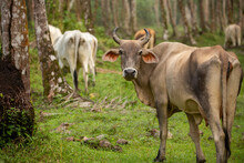 Costa Rican Cow Stand In The Cocos