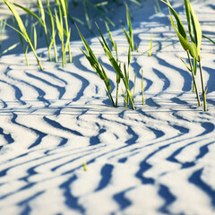 Wall Mural - White sand texture, close-up. Baltic sea shore, beach. Nature, environment, ecology