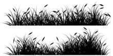 Reeds Grass Silhouette Black