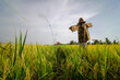 Scarecrows in costume protect paddy field