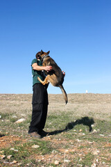 Wall Mural - Dog Training, Show Dogs of War, to learn the human language. Dogs can follow orders well. High quality photo