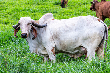 Girolando dairy cows grazing on a farm