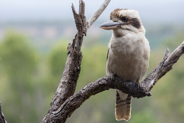 laughing kookaburra portrait in the atherton tablelands (queensland, australia)