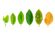 Leaves Of Different Age. Different Stages Of Life - Young To Old, Concept. Aging, Growth Leaf On White Background