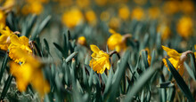 Yellow Daffodils Flower Field Image For Spring Background