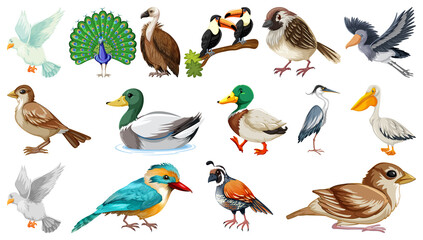 Canvas Print - Different kinds of birds collection