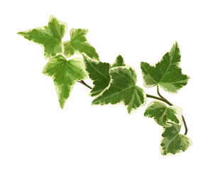 Wall Mural - Closeup of ivy twig with small green leaves isolated