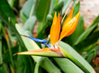 Strelitzia Flower
 A rare plant can compare with the royal strelitzia in terms of its spectacular flowering . No wonder she is often called the 