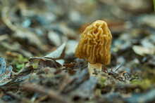 Verpa Bohemica (Morel Cap) The First Spring Mushroom Among Dry Leaves.