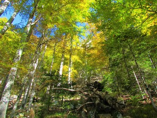 European beech temperate, deciduous, broadleaf forest