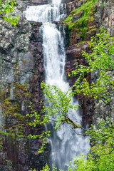 Poster - Birch branches with a waterfall in the background