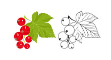 Red Currant Color Cartoon Illustration And Simple Outline. Vector Fresh Berry And Green Leaf. Flat Icon.	