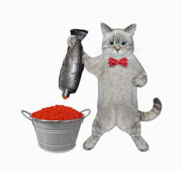 Wall Mural - A ashen cat is squeezing red caviar into a bucket. White background. Isolated.