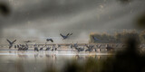 Fototapeta  - Romantic sunrise on a fish pond, cranes waking up in the morning by the water Nature reserve Barycz Stawy Milickie, a large flock of cranes wakes up on the water in the sun's rays