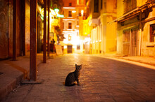 Cats Of Istanbul. A Cat Is Standing On A Street From Istanbul, Turkey, In The Middle Of The Night.