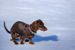 cute dachshund puppy poops in the snow in the park while walking