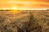 Fototapeta Na sufit - Wheaten golden field wirh path during sunset or sunrise with nice wheat and sun rays, beautiful sky and road, rows leading far away, valley landscape