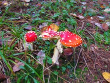 Close Up Of A Pair Of Red Mushrooms Fly Agaric Or Fly Amanita (Amanita Muscaria)