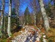 Wide path full of rocks on the way to Komna in Slovenia through a leafless european beech and spruce forest on a sunny day