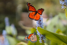 Two Monarch Butterflies In Myriad Botanical Gardens, Close To The Great Lawn And Bandshell, Downtown Oklahoma City, OK
